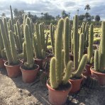 Kaktus Guentherov (Espostoa guentheri) - výška 150-170 cm, kont. C40L - STARÝ A VZÁCNY EXEMPLÁR
